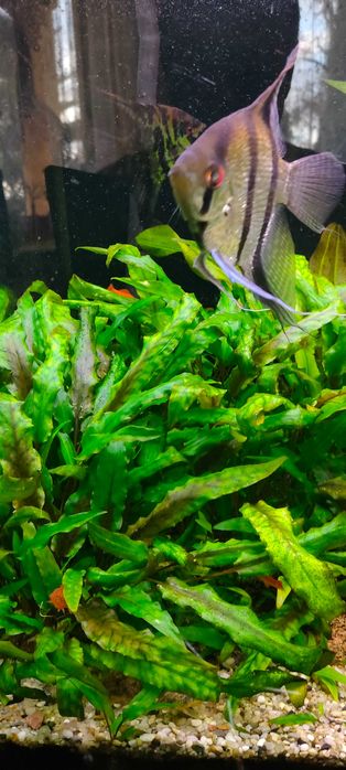 Kryptokoryna / Cryptocoryne