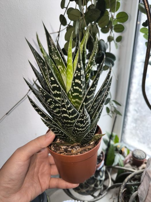 Алое тигрове тікі тахі