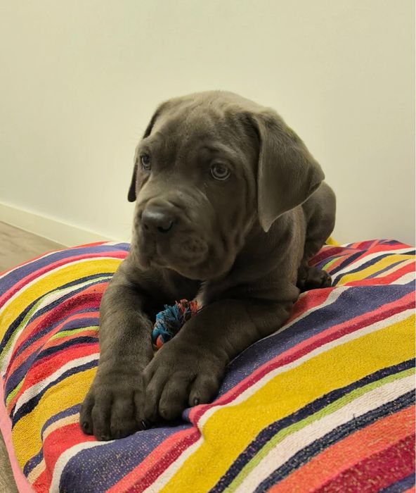 Cane corso Italiano