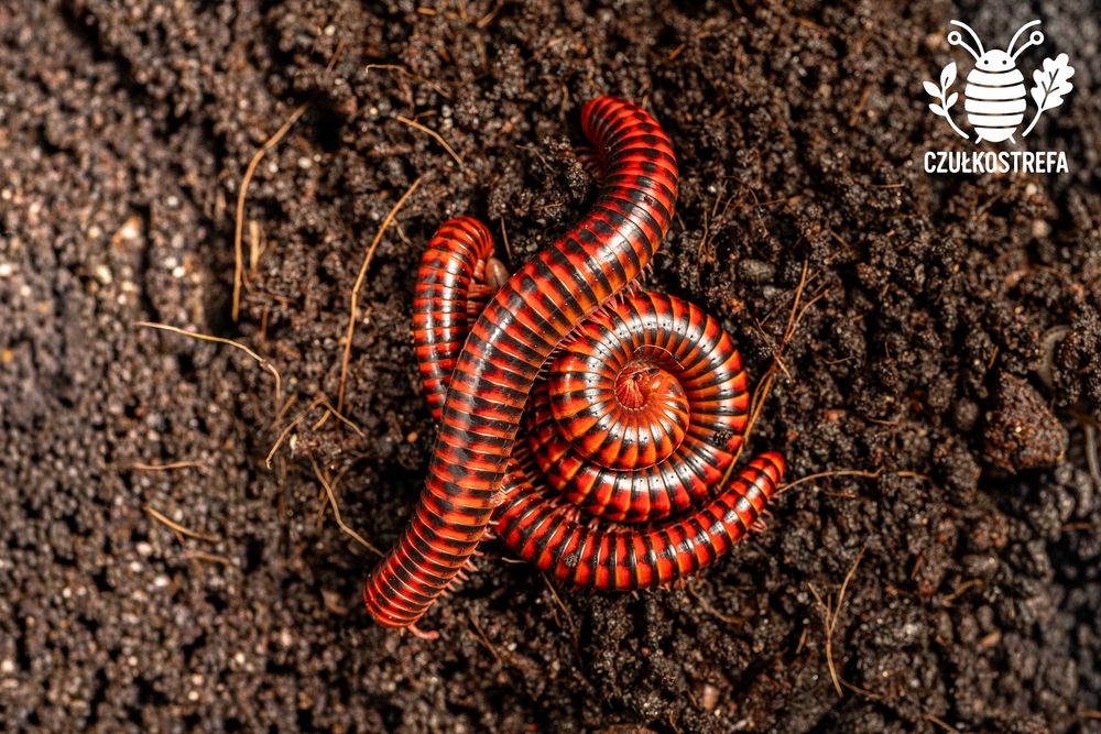 Wij Krocionóg Centrobolus Centrobolus fulgidus