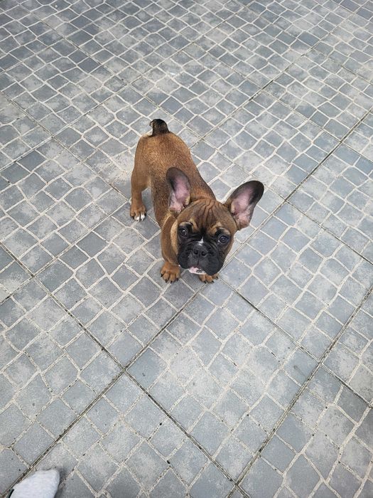 Cao buldogue frances