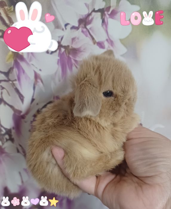 Kroliczki mini lop miniaturka hodowla zarejestrowana