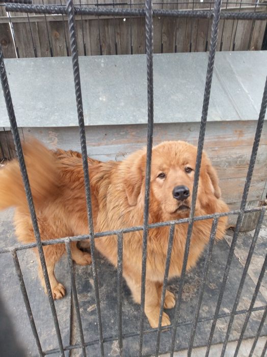 Тібецький мастіф дєвка молода розумна