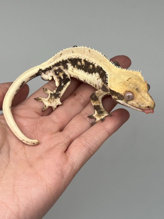 Gekon orzęsiony lily white samiec