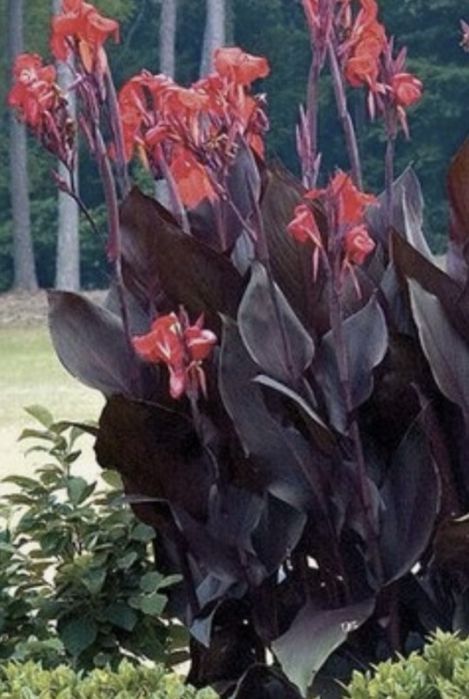 Канни квіти пальмолисті (клубні)