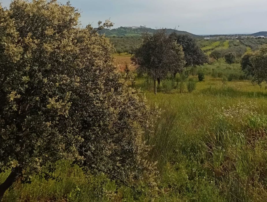 Terreno rústico com 1 Ha