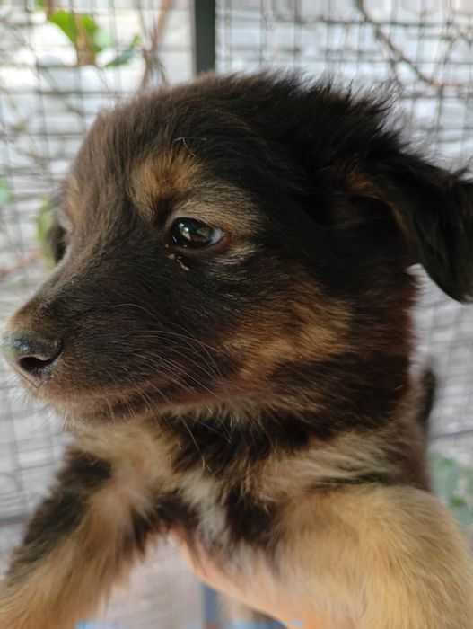 Хлопці медвежата, пухнасті і невеличкі. Від маленької собачки