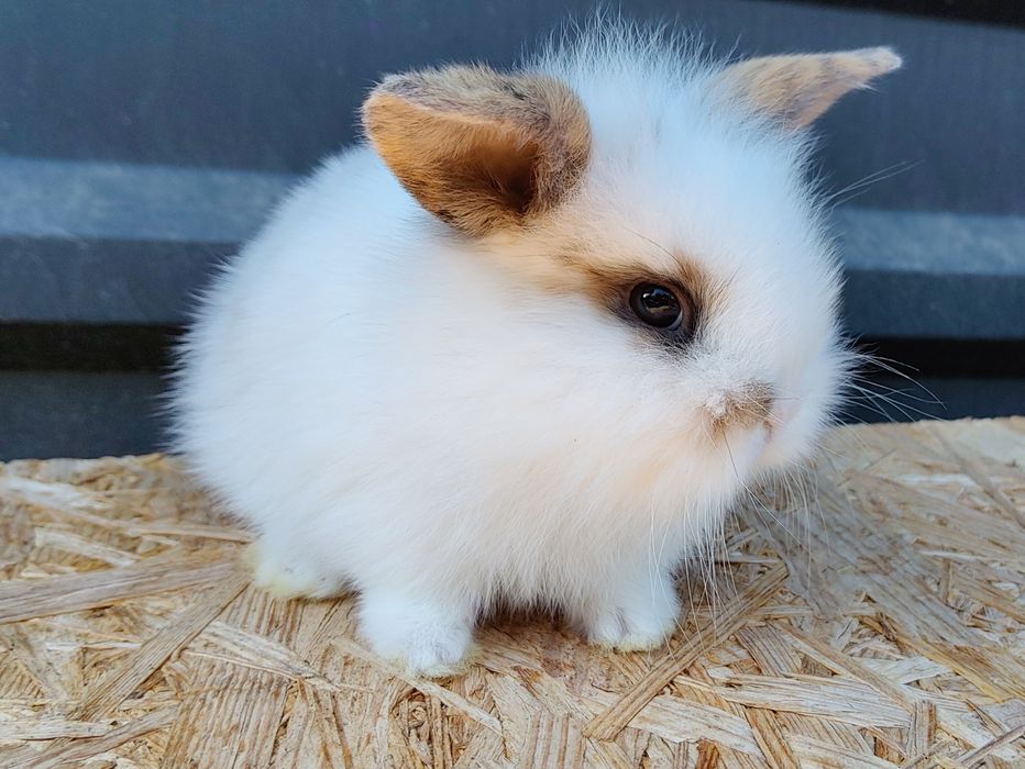 Malutkie Króliczki MINI LOP odrobaczone zaszczepione