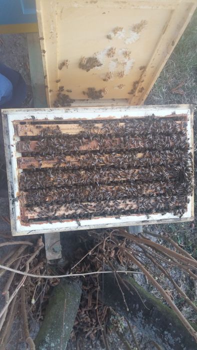 Przezimowanie rodziny