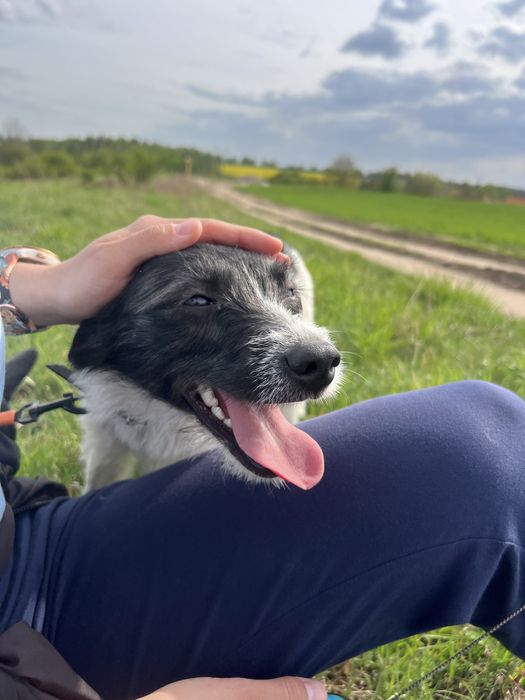 Dwa młode malutkie pieski