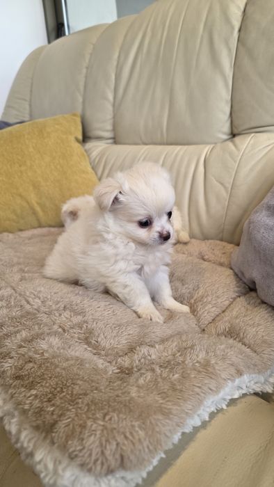 Chihuahua de pêlo comprido macho