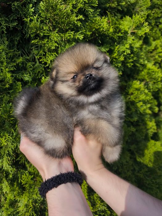 Szpic miniaturowy pomeranian
