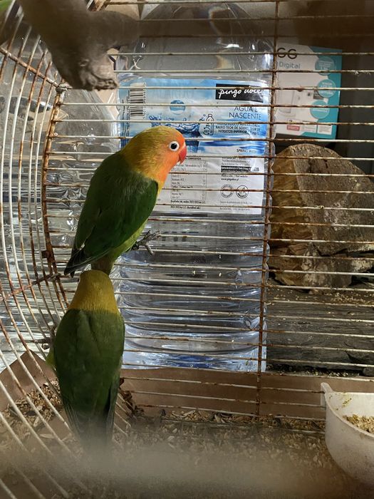 Agapornis fisher opalinos