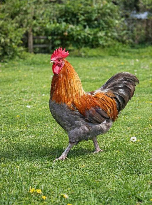 Sprzedam koguty rasy austrolop