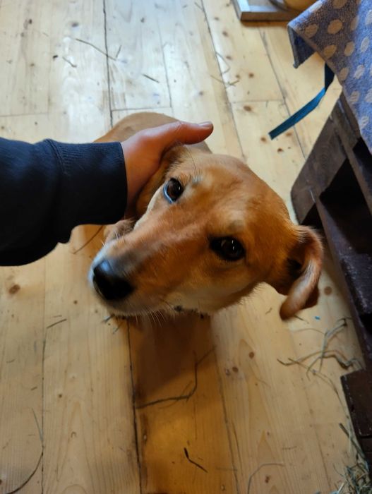 Собачка шукає родину