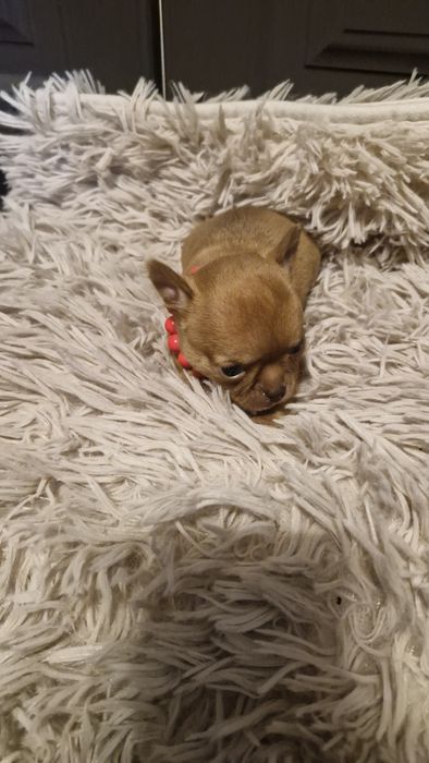 Chihuahua mini płowy
