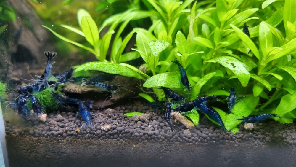 Krewetka Neocaridina Blue Velvet
