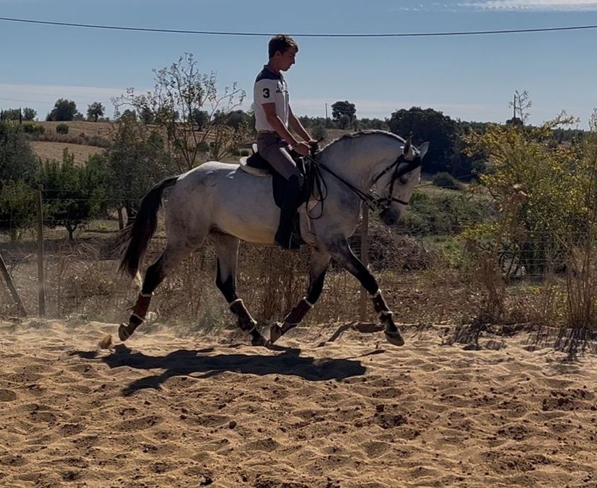 Vendo cavalos Lusitanos, éguas, poldros, poldras (Ler descrição)