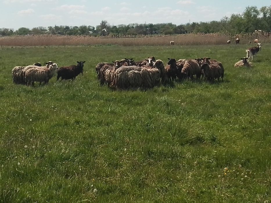 Продам  вівців  не дорого