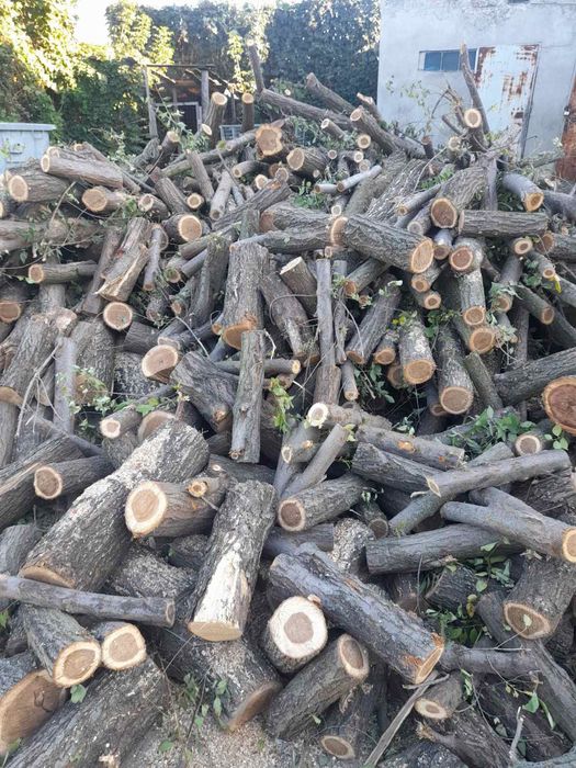 Продам дрова разных пород