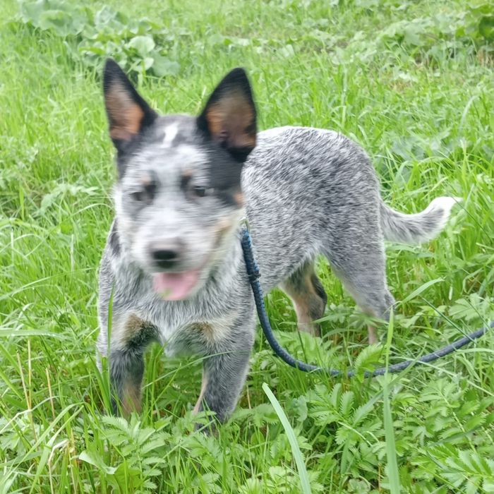 Szczenię rasy Australian Cattle Dog