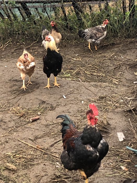 Sprzedam młode koguty gołoszyjki