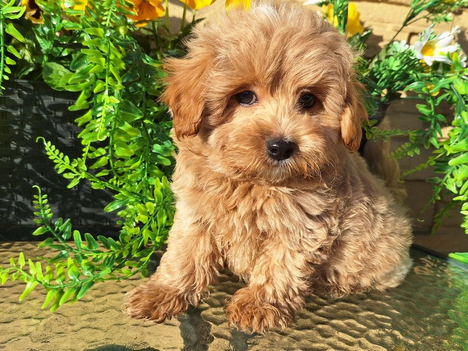 Maltipoo szczeniaczek z rodowodem