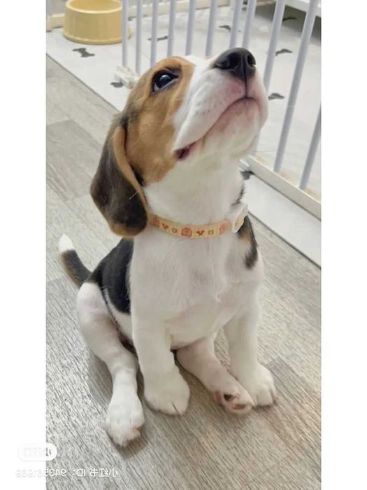 Продаються біглі віком два місяці. Вакциновані