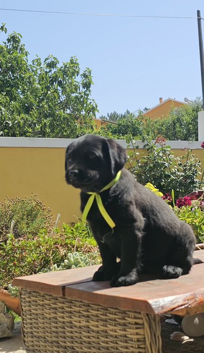 Labrador retriever  preto