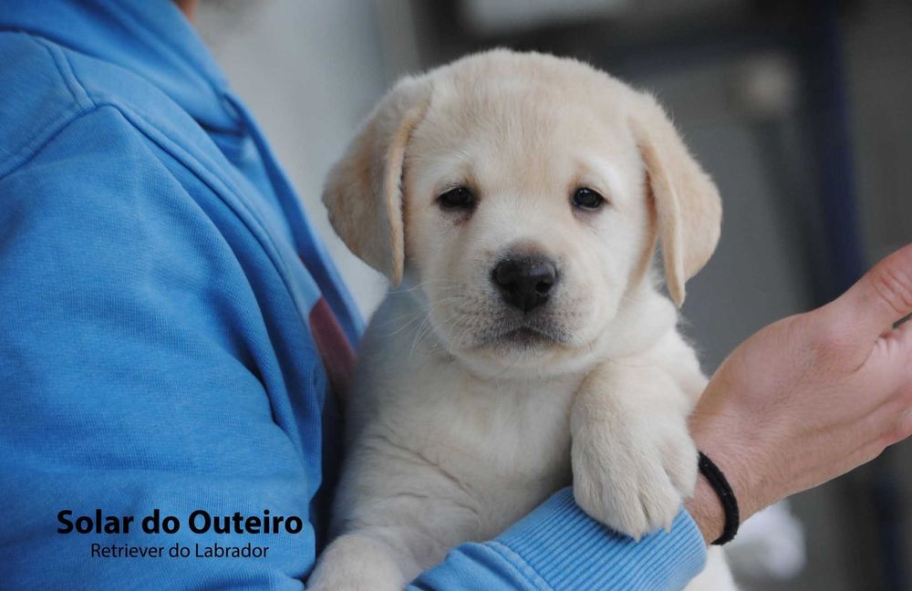 Labrador com LOP