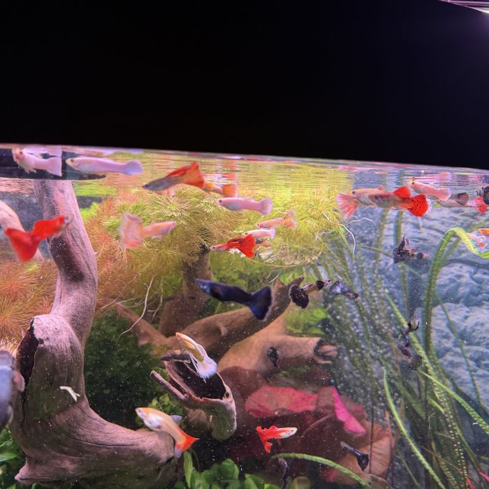 Przepiekne gupiki rasowe!!!Super cena!!!