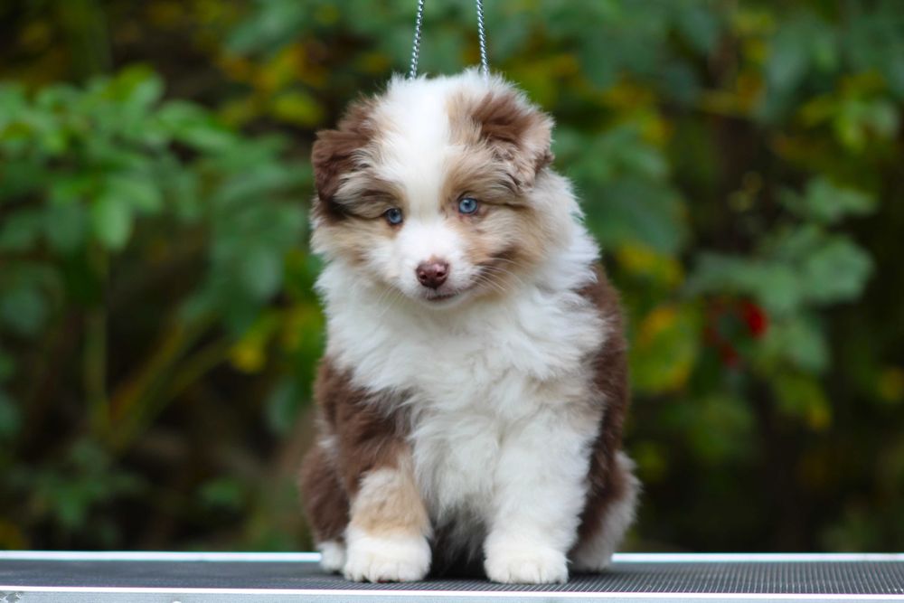 Miniaturowy Owczarek Amerykański MAS Chłopiec red merle