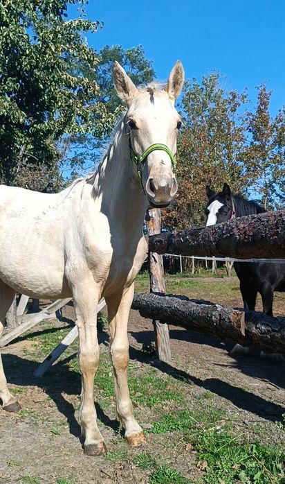 Ogier wielkopolski palomino