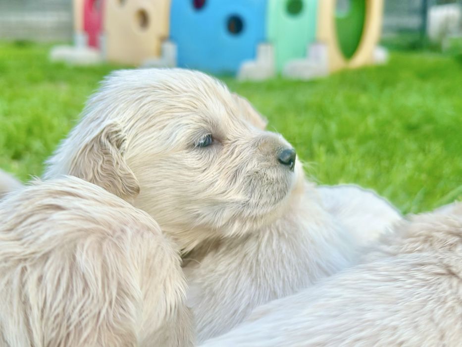 Piesek golden retriever rezerwacja