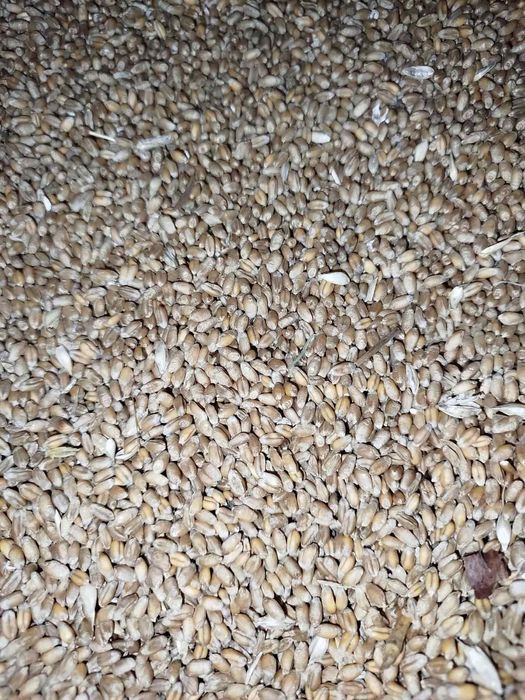 Продам Пшеницю 3 класу