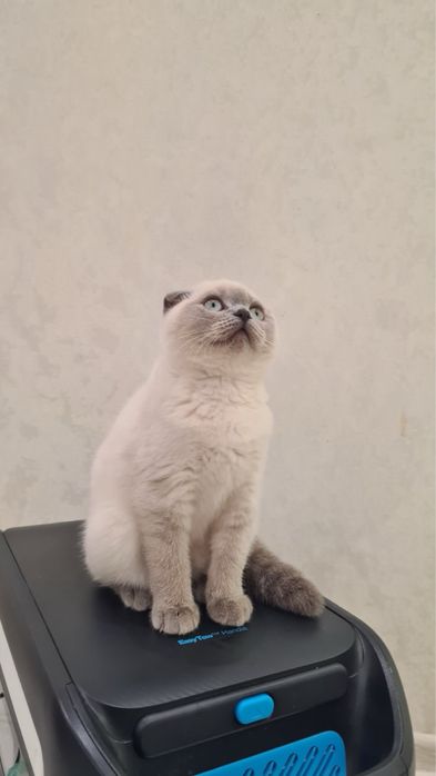 Шотландская вислоухая кошечка /Scottich fold