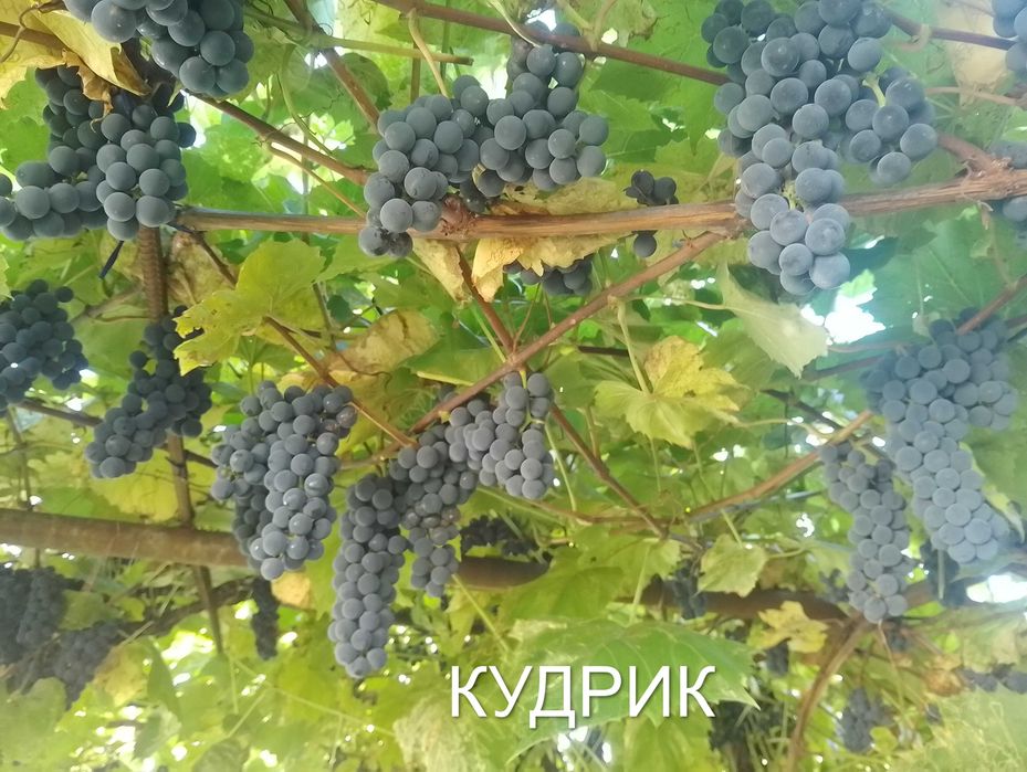 Саджанці  винограду на осінь 2026 р.