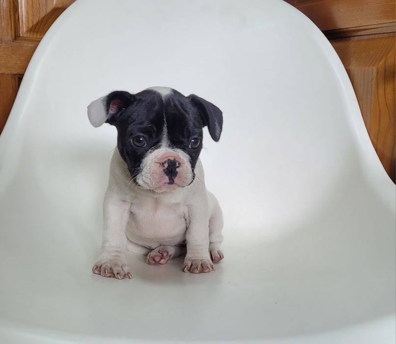 Bulldog femea bebé
