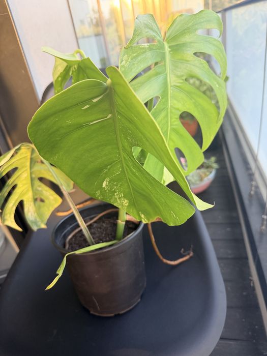 Monstera variegata