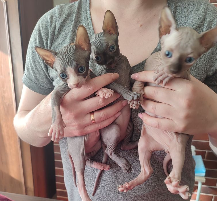Кошенята сфінкс продаж