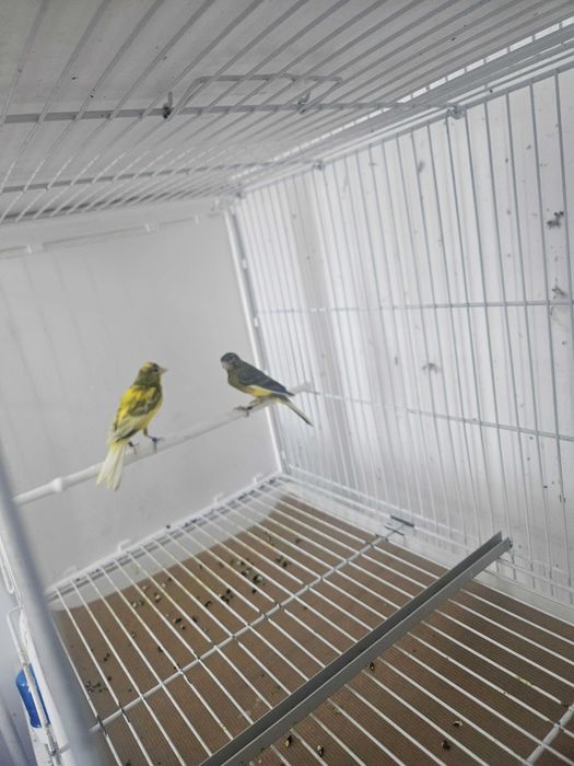 Canarios raça espanhola