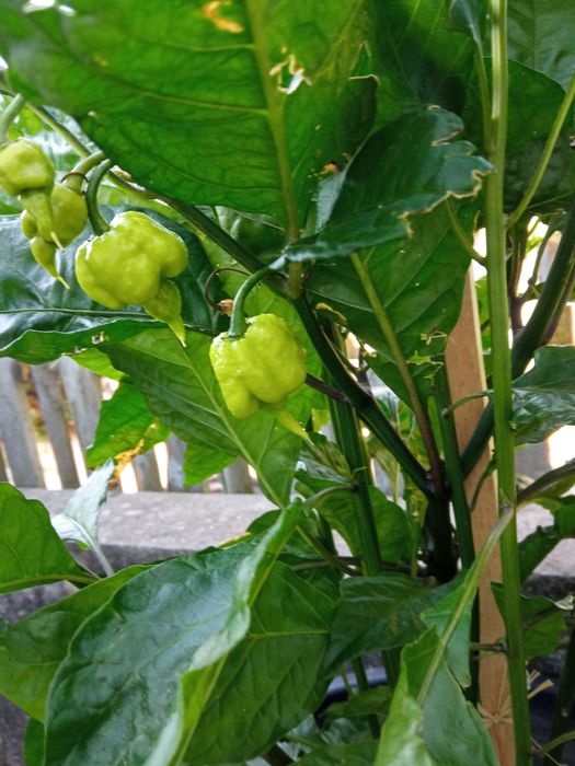 Malaguetas originais Carolina reaper , a mais picante do mundo