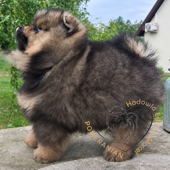 Pomeranian szpic miniaturowy