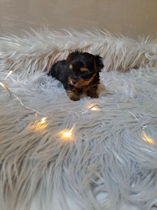 Mini Yorkshire terrier  xxxs (dziewczynka)