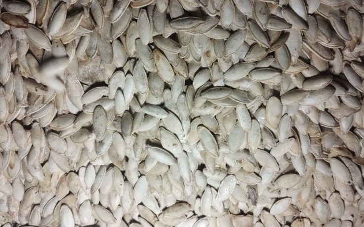 Продам насіння семечку