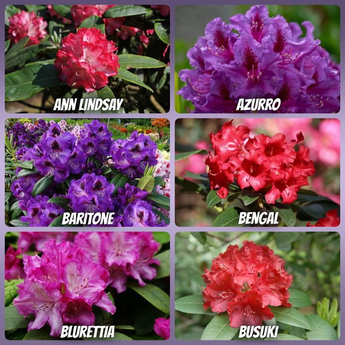 Рододендрони 2 річні