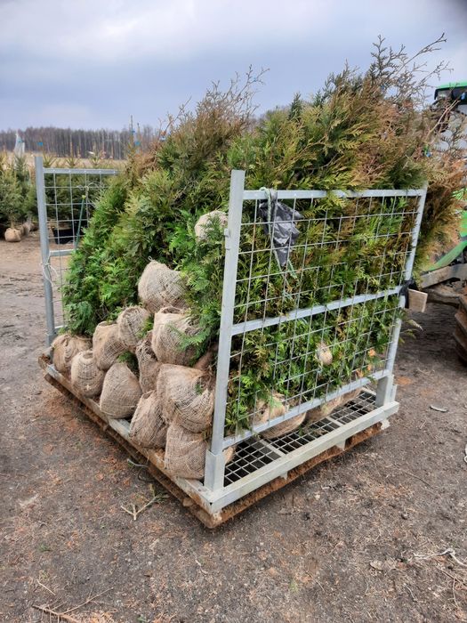 Tuja thuja brabant wys100cm-400cm formowana