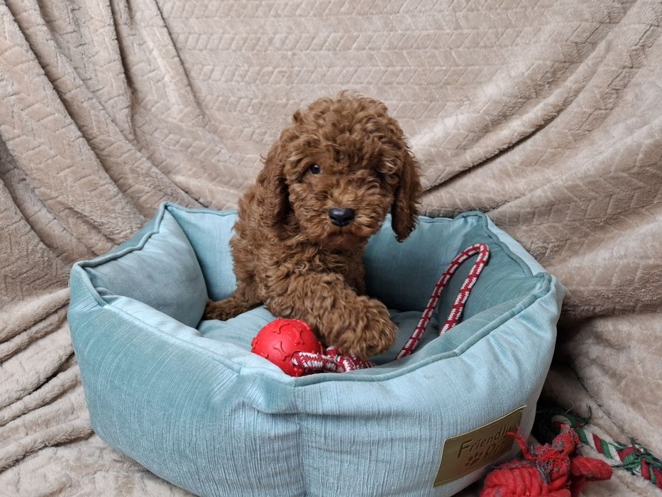 pudel miniaturowy red