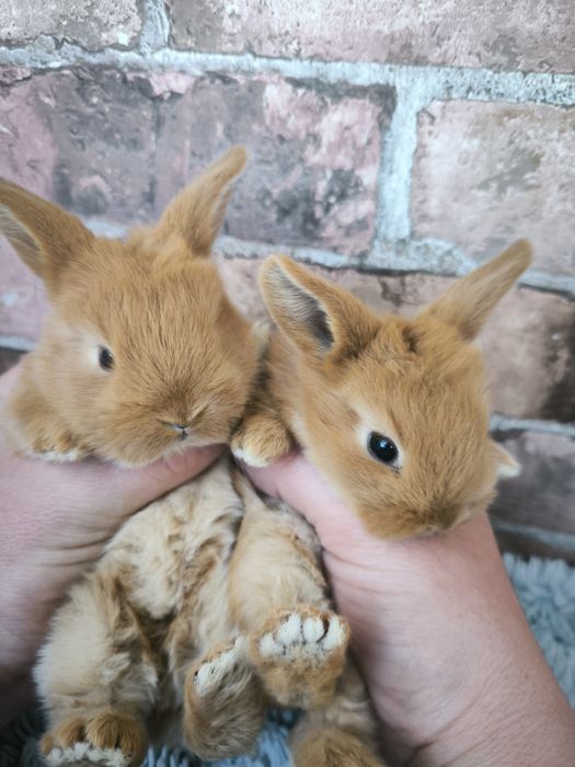 Króliczki karzełki baranki czerwone mini króliki