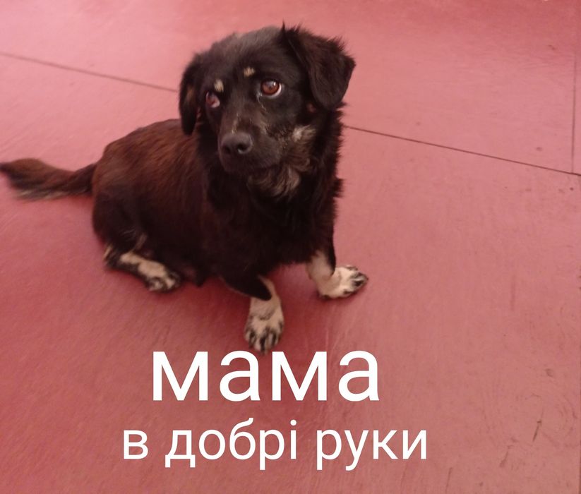 щенята безкоштовно